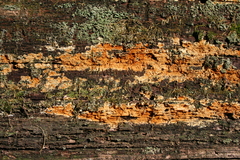 Botryobasidium simile