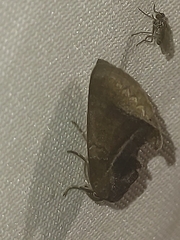 Gonodonta