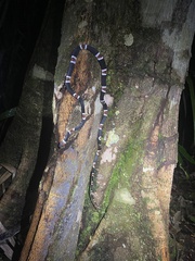Rhinobothryum lentiginosum