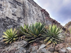 Agave horrida
