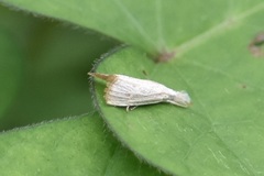 Haimbachia placidellus