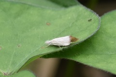 Haimbachia placidellus