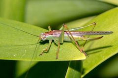 Conocephalomima barameda