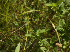 Austroargiolestes icteromelas