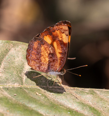 Pantoporia