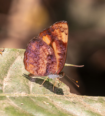 Pantoporia