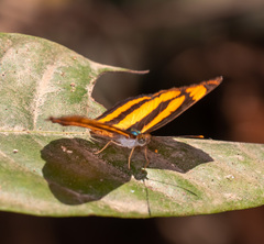 Pantoporia