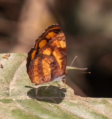Pantoporia