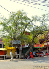 Moringa oleifera