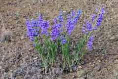 Penstemon speciosus
