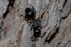 Polyrhachis femorata