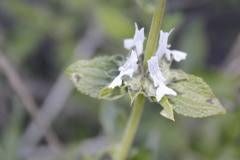 Salvia mellifera