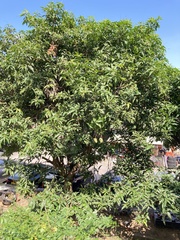 Mangifera indica