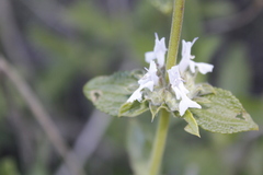 Salvia mellifera