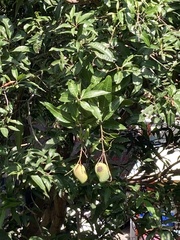 Mangifera indica