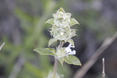 Salvia mellifera