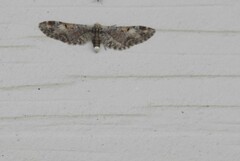 Eupithecia ravocostaliata
