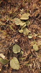 Hermannia transvaalensis