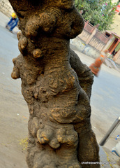 Moringa oleifera