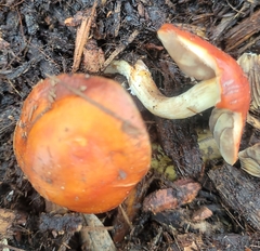 Leratiomyces ceres