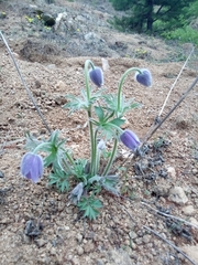 Pulsatilla dahurica