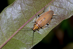 Balta bicolor