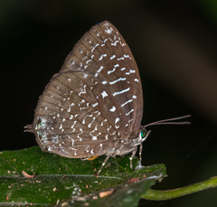 Arhopala democritus
