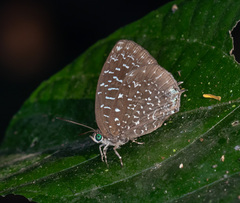 Arhopala democritus