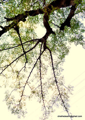 Moringa oleifera