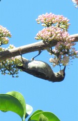 Myzomela sanguinolenta