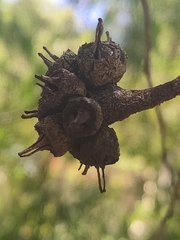 Eucalyptus cornuta