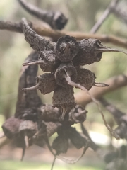 Eucalyptus cornuta
