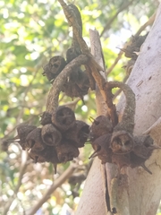 Eucalyptus cornuta