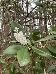 Cliftonia monophylla