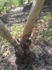 Eucalyptus cornuta