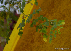 Moringa oleifera