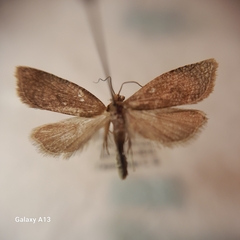 Aphelia viburnana