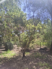 Eucalyptus cornuta