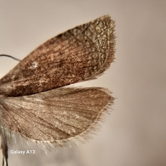 Aphelia viburnana