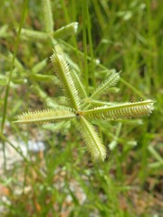 Dactyloctenium ctenoides