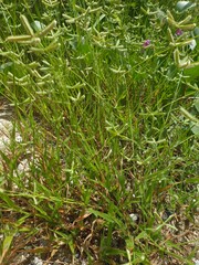 Dactyloctenium ctenoides