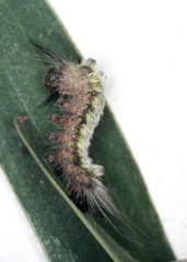 Nataxa flavescens