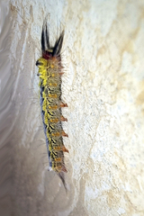 Nataxa flavescens