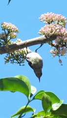Myzomela sanguinolenta