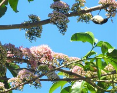 Myzomela sanguinolenta