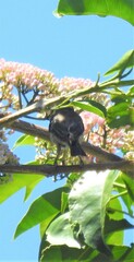 Myzomela sanguinolenta