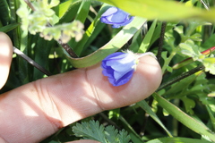 Nemophila menziesii