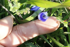 Nemophila menziesii