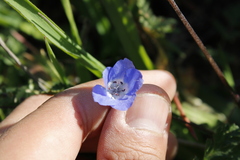 Nemophila menziesii