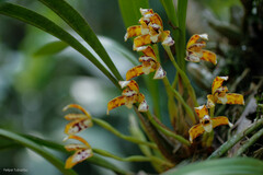 Maxillaria picta